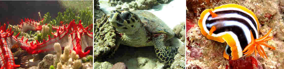 leuchtende Seesterne (links), eine Wasserschildkröte (Mitte) und eine Pyjamaschnecke (r.)